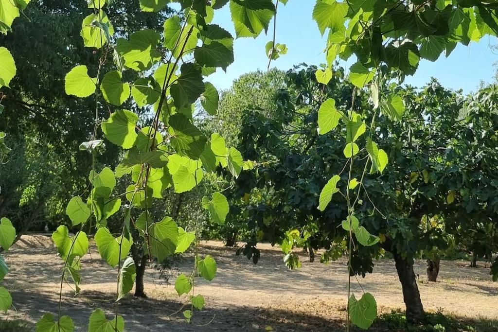 شقة La Provencale Uzès المظهر الخارجي الصورة